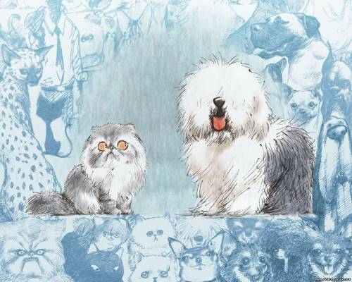 Кот и пес