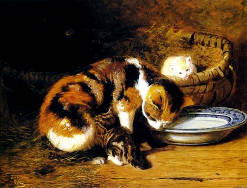 Котята пьют молоко