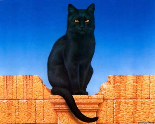 Черная кошка