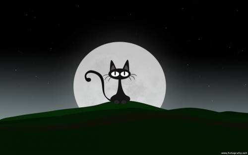 Черный кот