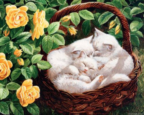 Белые котята в корзинке