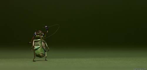 Жук-диджей