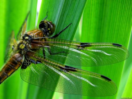 Насекомые - Стрекоза Стрекоза