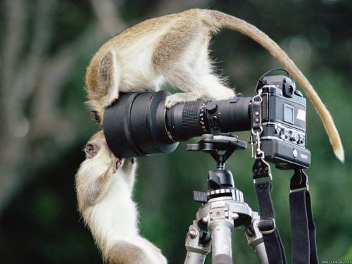 Обезьяны-фотографы