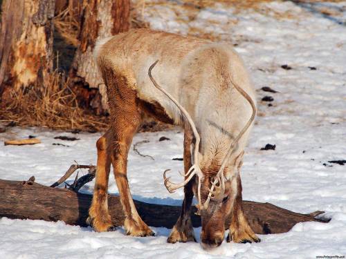 Другие животные - Северный олень Северный олень