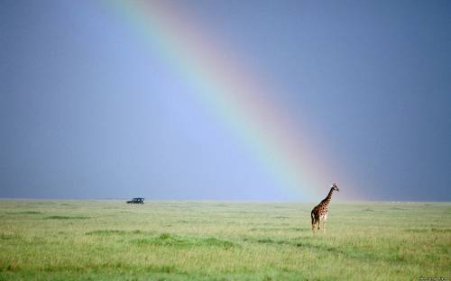Другие животные - Жираф и радуга Жираф и радуга