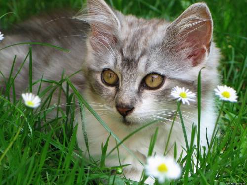 Котик и ромашки
