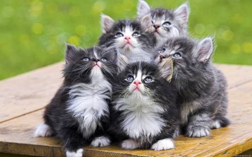 Нас много