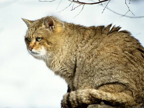 Большой дикий кот