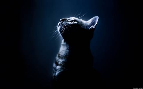 Котик в темноте