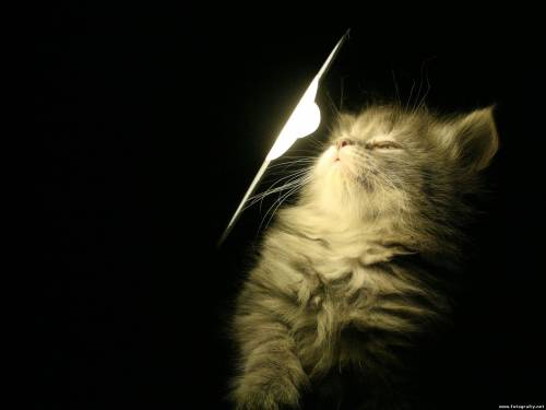 Котик и лампа