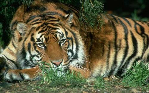 Кошки - Тигрица Тигрица