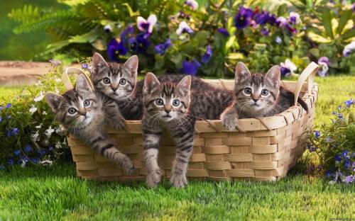Корзина котят