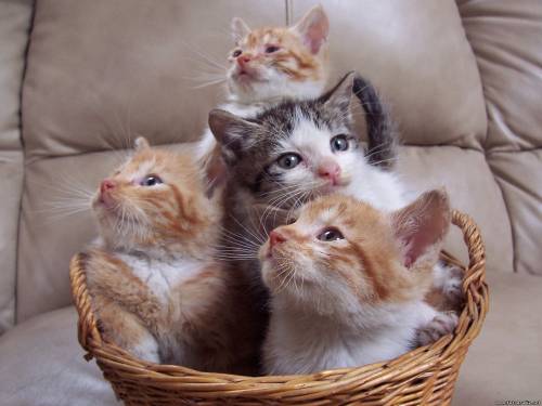 Котята в корзине