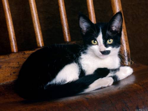 Черно белая кошка