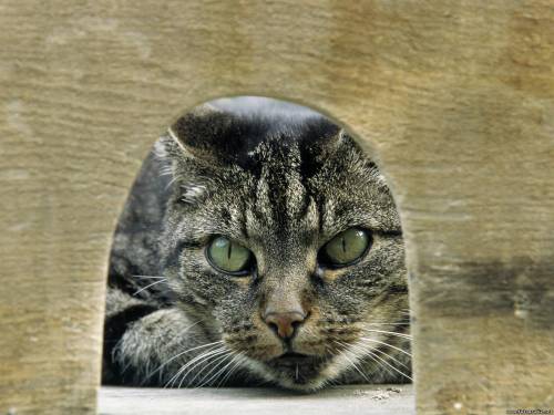 Котик спрятался