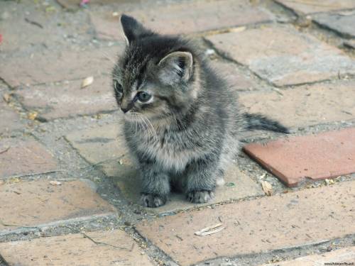 Серенький котеночек