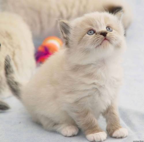 Котенок с голубыми глазами