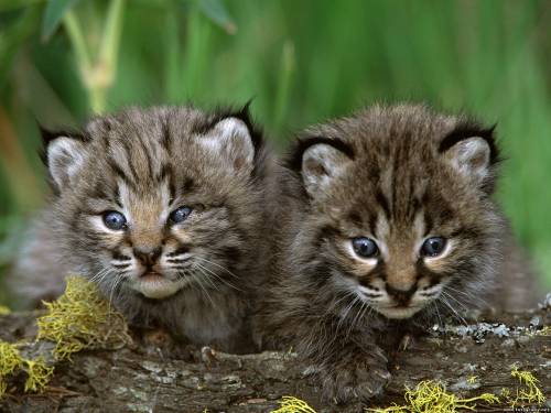 Маленькие котята