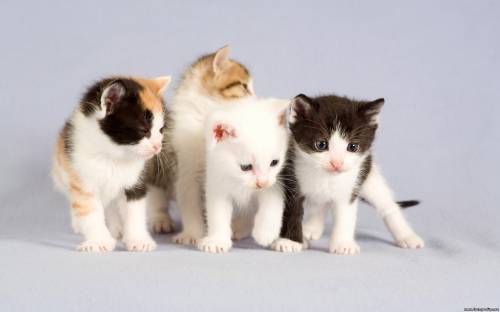 Четыре котенка