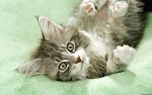 Котенок с выразительными глазами