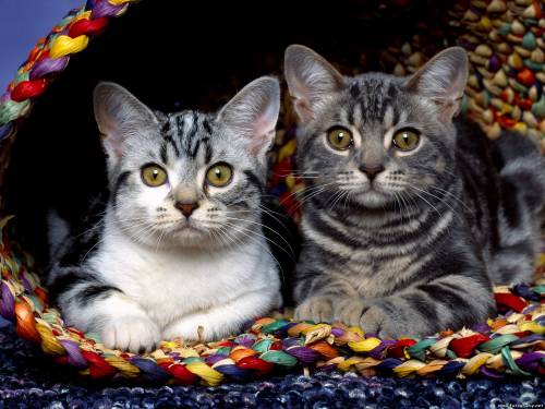 Милые котики