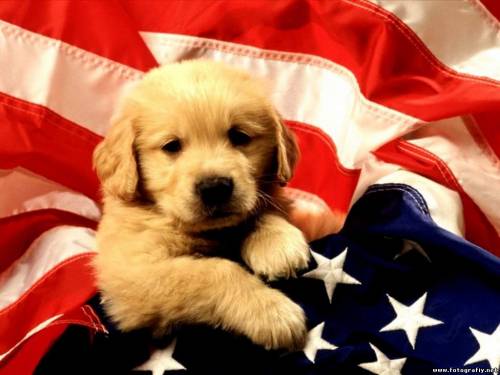 Американский лабрадор