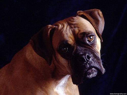 Собаки - Умная собака Умная собака