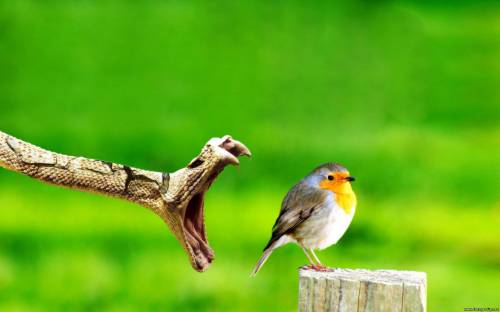 Змея охотится