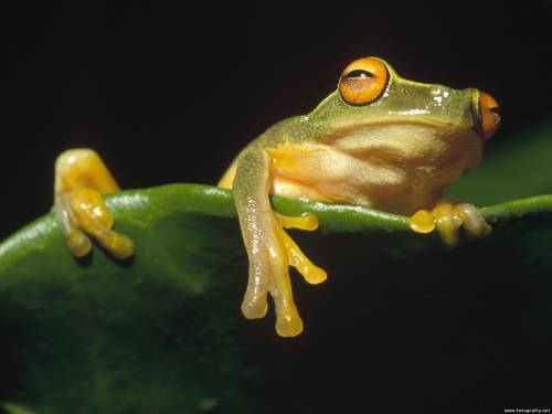 Уставшая лягушка